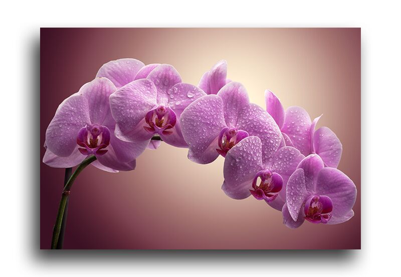 Постер 225 "Розовые орхидеи" фото 1