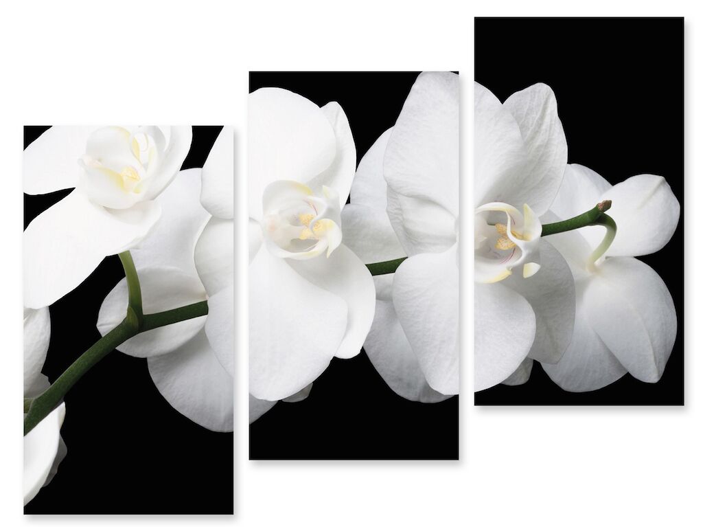 Модульная картина 23 "Белая орхидея" фото 1