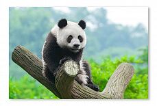 Постер 2159 "Панда на дереве"