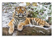 Постер 2820 "Тигр"