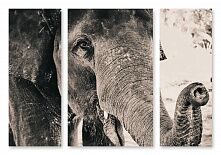 Модульная картина 1407 "Портрет слона"