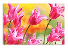 Постер 1173 "Розовые тюльпаны"
