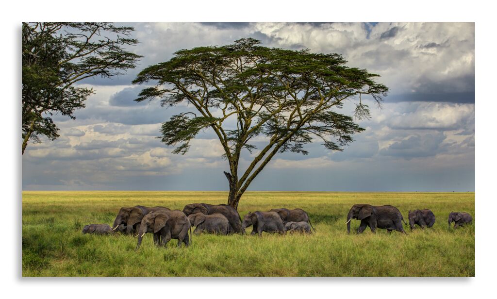 Постер 2876 "Африканские слоны" фото 1