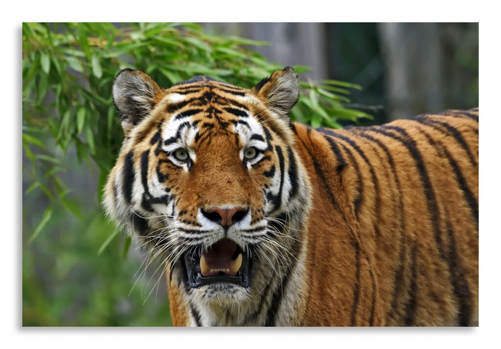 Постер 2783 "Грозный тигр" фото 1