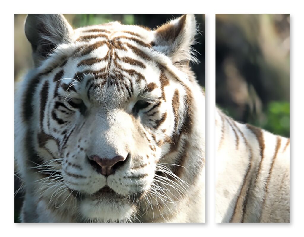Модульная картина 1390 "Белый тигр на солнце" фото 1