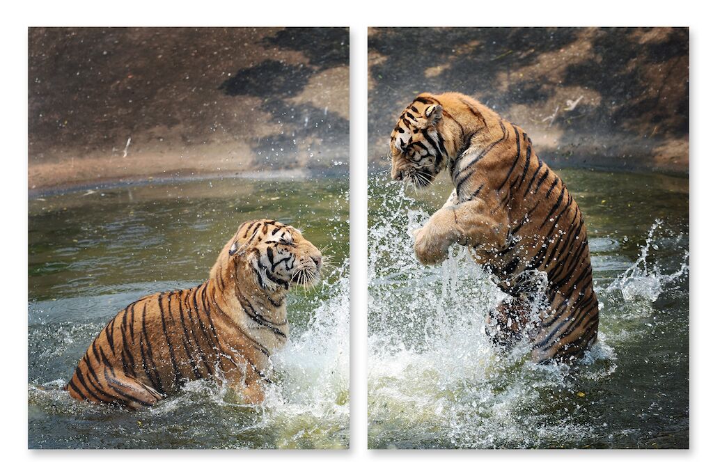 Модульная картина 216 "Тигры" фото 1