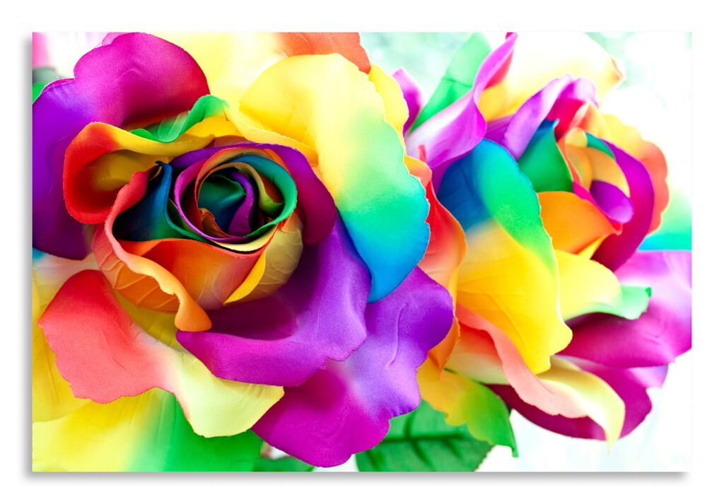 Постер 2732 "Разноцветная роза" фото 1
