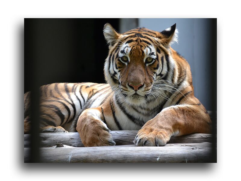 Постер 1356 "Уставший тигр" фото 1