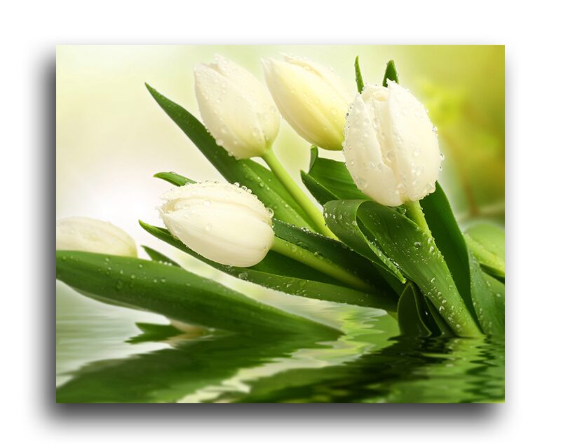 Постер 1814 "Белые тюльпаны" фото 1