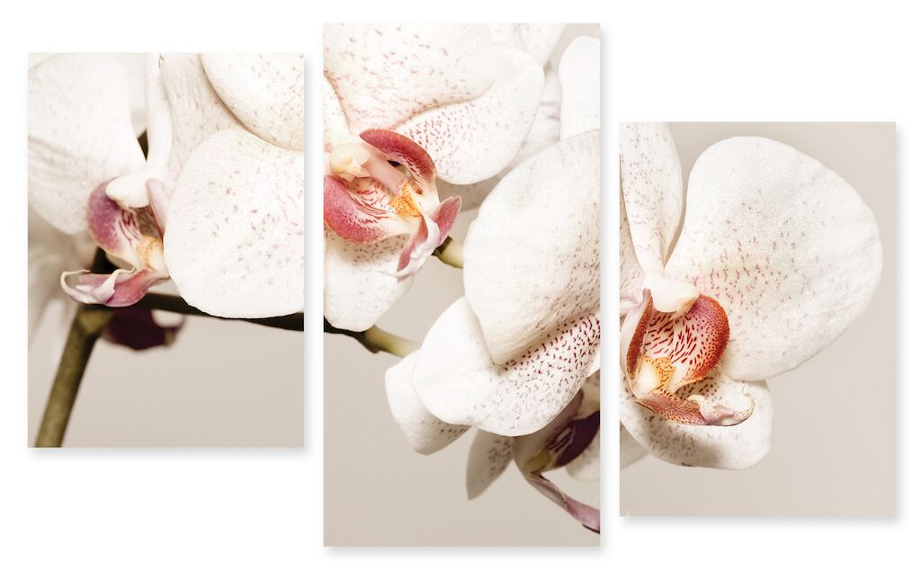 Модульная картина 174 "Белая орхидея" фото 1