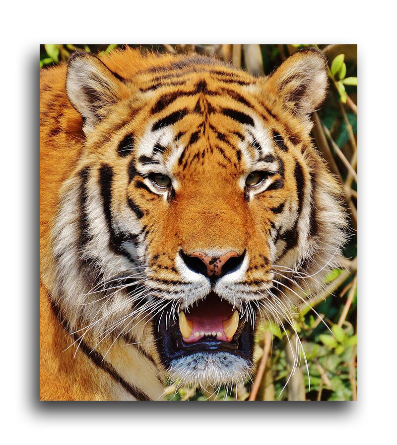 Постер 1387 "Тигр в зной" фото 1