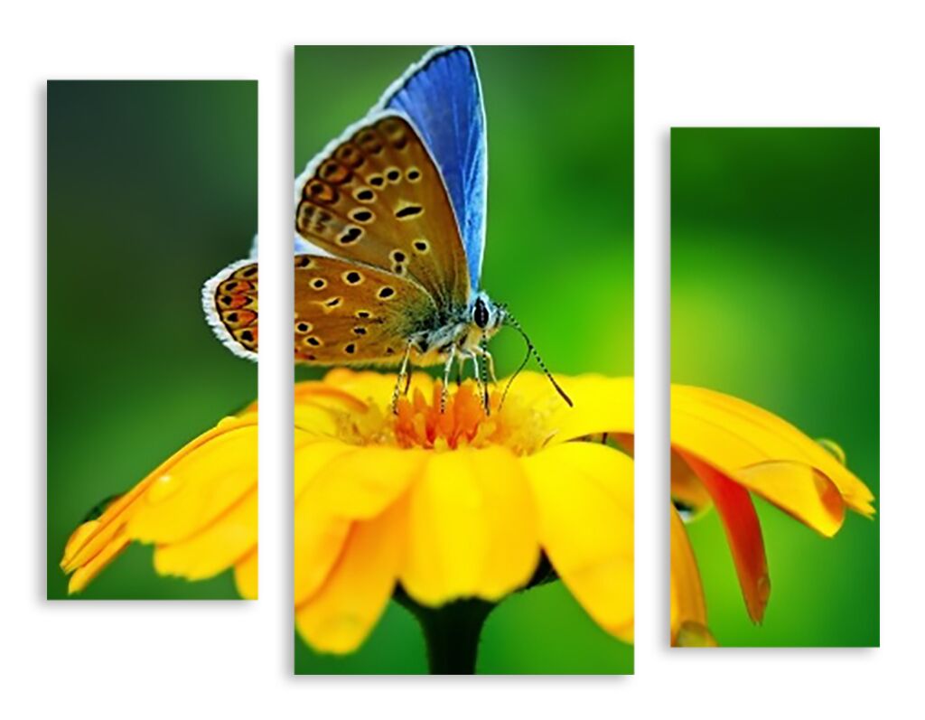 Модульная картина 2599 "Бабочка на цветке" фото 1