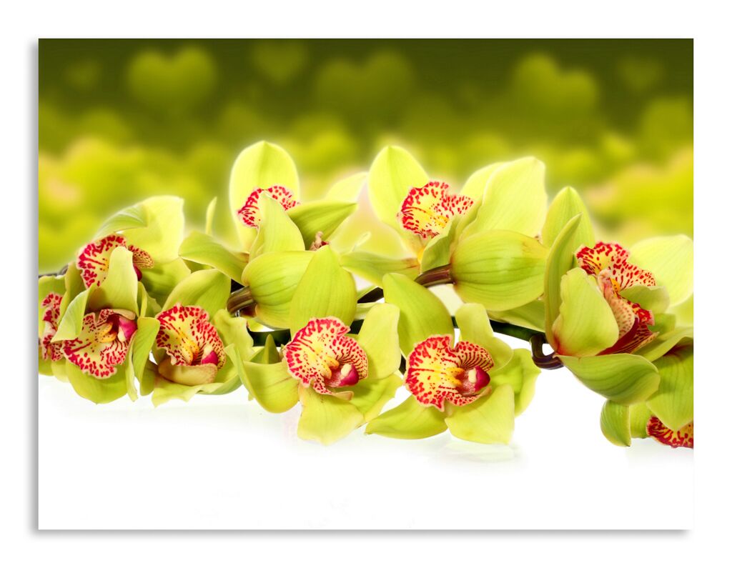 Постер 2414 "Зеленые орхидеи" фото 1
