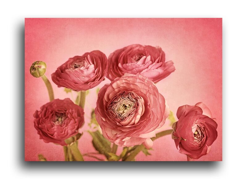 Постер 1813 "Розовые розы" фото 1