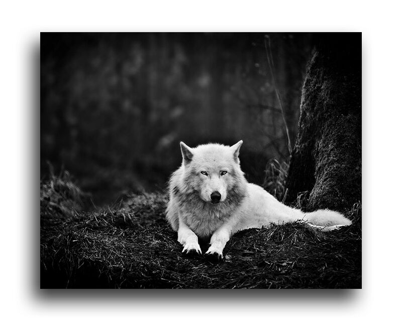 Постер 1586 "Волк" фото 1