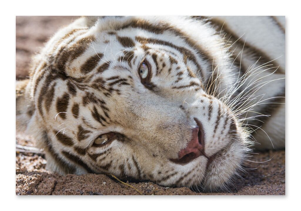 Постер 256 "Белый тигр" фото 1