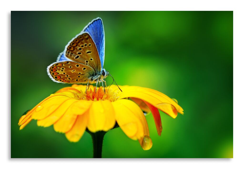 Постер 2599 "Бабочка на цветке" фото 1