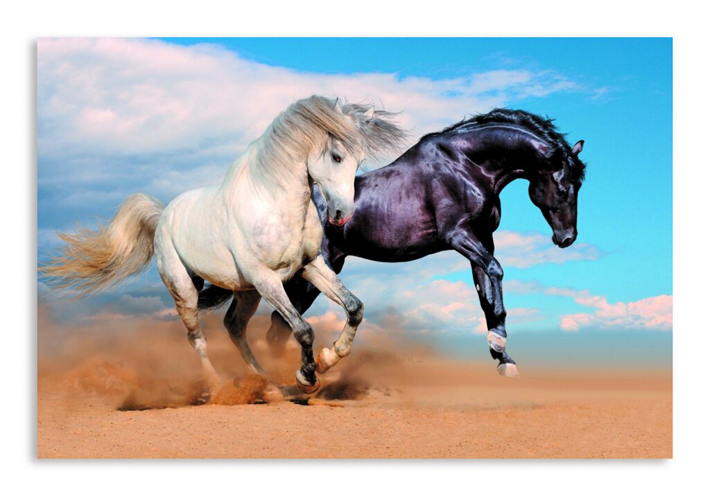 Постер 1142 "Черный и белый кони" фото 1