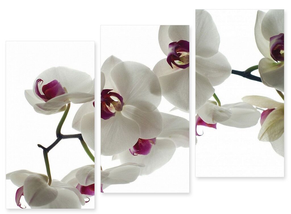 Модульная картина 139 "Белые орхидеи" фото 1