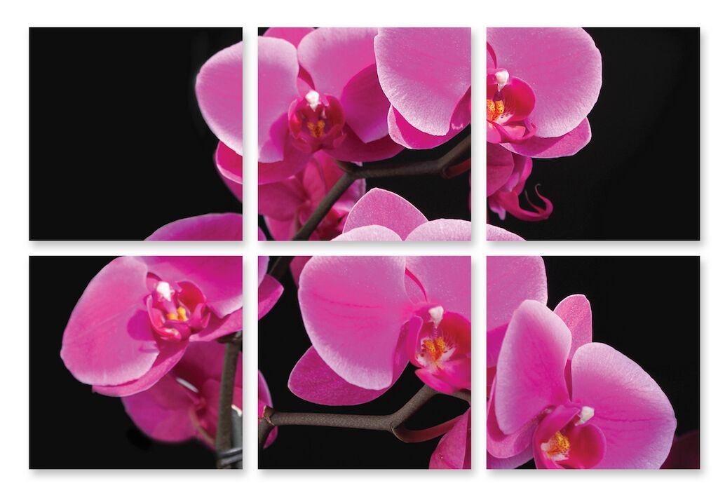 Модульная картина 96 "Орхидеи" фото 1