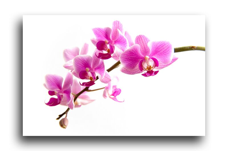 Постер 196 "Розовые орхидеи" фото 1