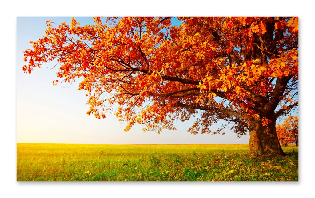 Постер 259 "Осеннее дерево" фото 1