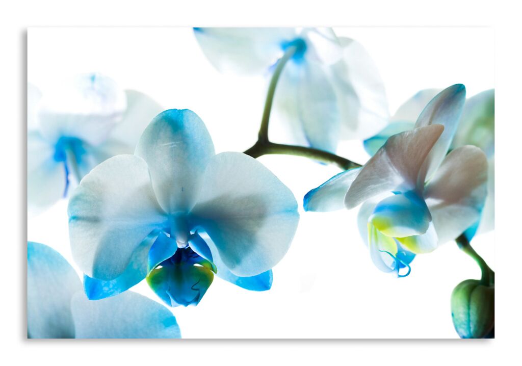 Постер 1321 "Очаровательная орхидея" фото 1