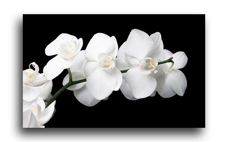 Постер 23 "Белая орхидея" фото 1