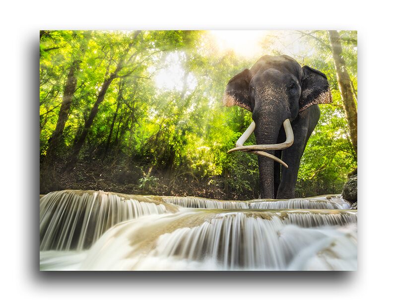 Постер 214 "Слон в джунглях" фото 1