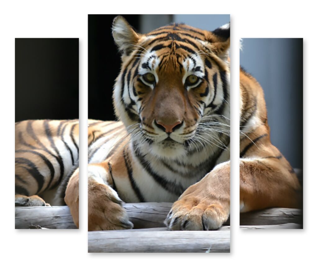 Модульная картина 1356 "Уставший тигр" фото 1