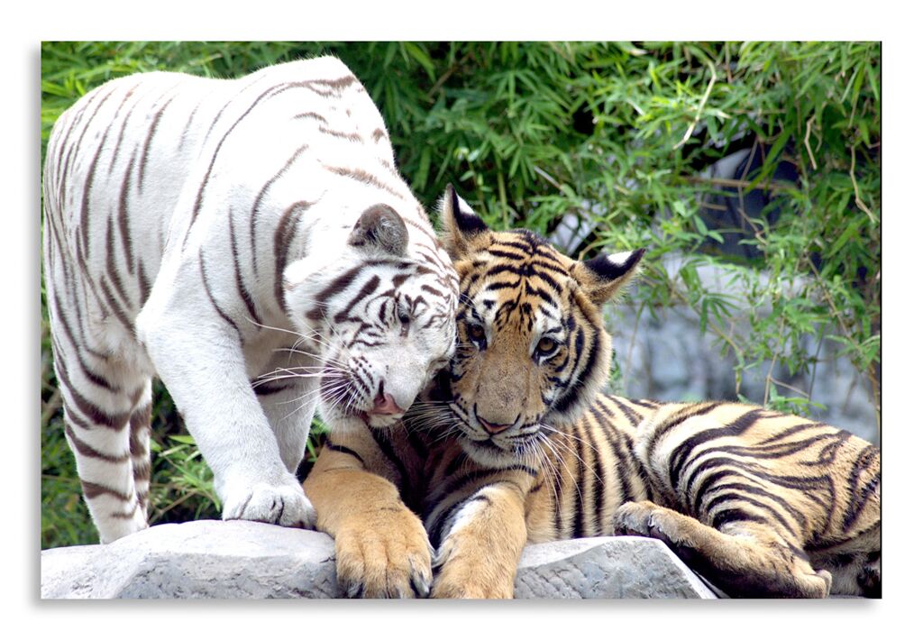Постер 2884 "Тигры" фото 1