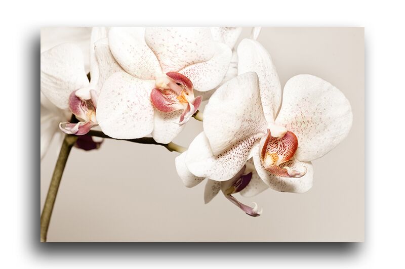 Постер 174 "Белая орхидея" фото 1