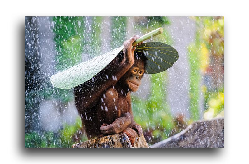 Постер 1614 "Обезьянка под дождем" фото 1