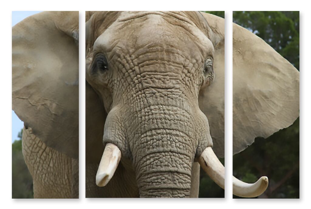 Модульная картина 1406 "Гордый слон" фото 1