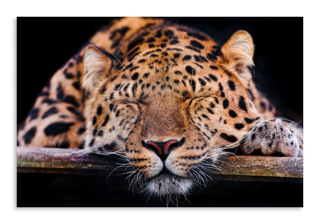 Постер 3400 "Спящий леопард" фото 1