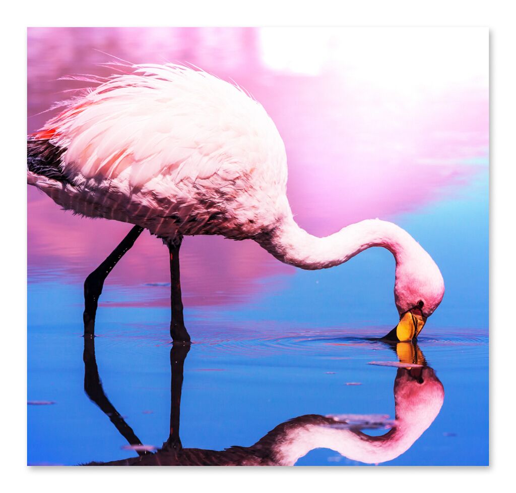 Постер 1650 "Розовый фламинго" фото 1