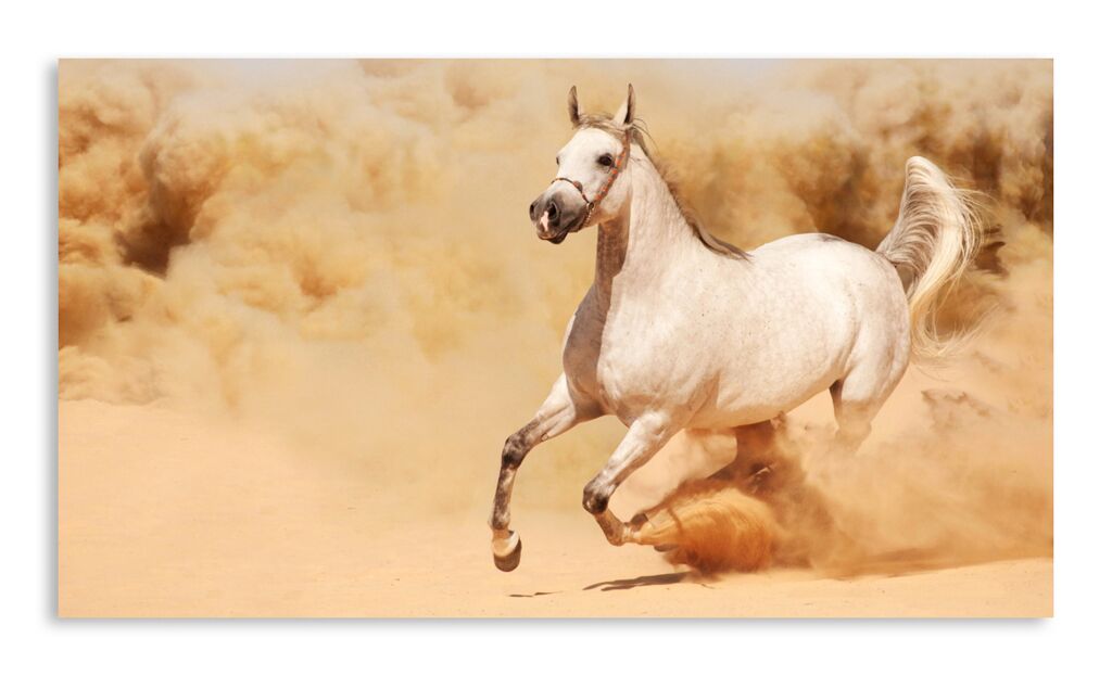 Постер 428 "Лошадь" фото 1