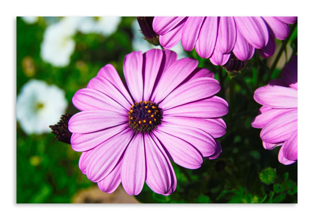 Постер 3153 "Фиолетовый цветок" фото 1