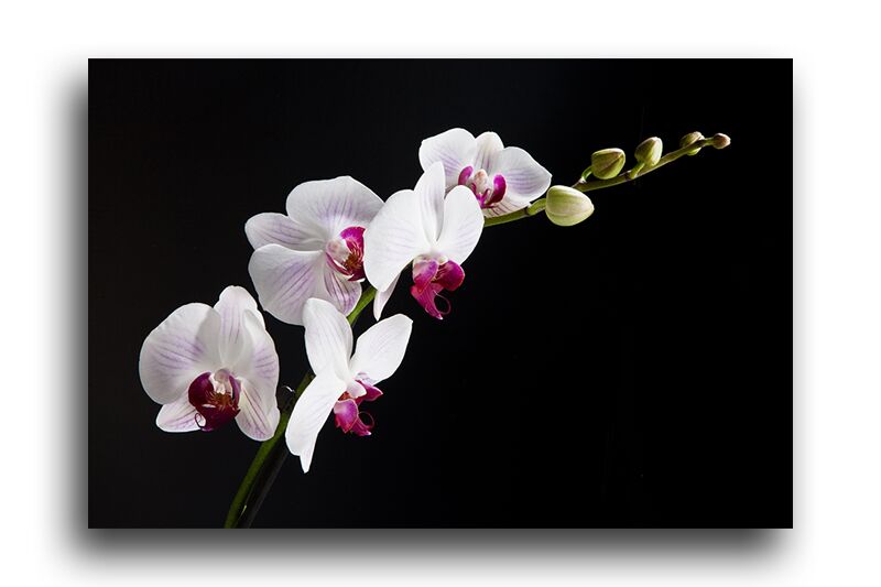 Постер 248 "Белая орхидея на черном" фото 1