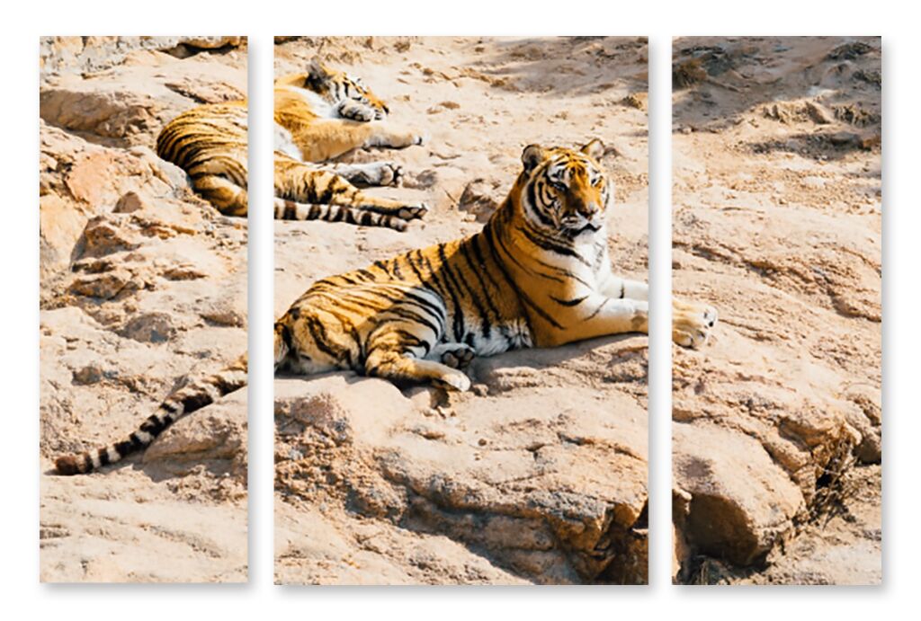 Модульная картина 1392 "Тигры на отдыхе" фото 1