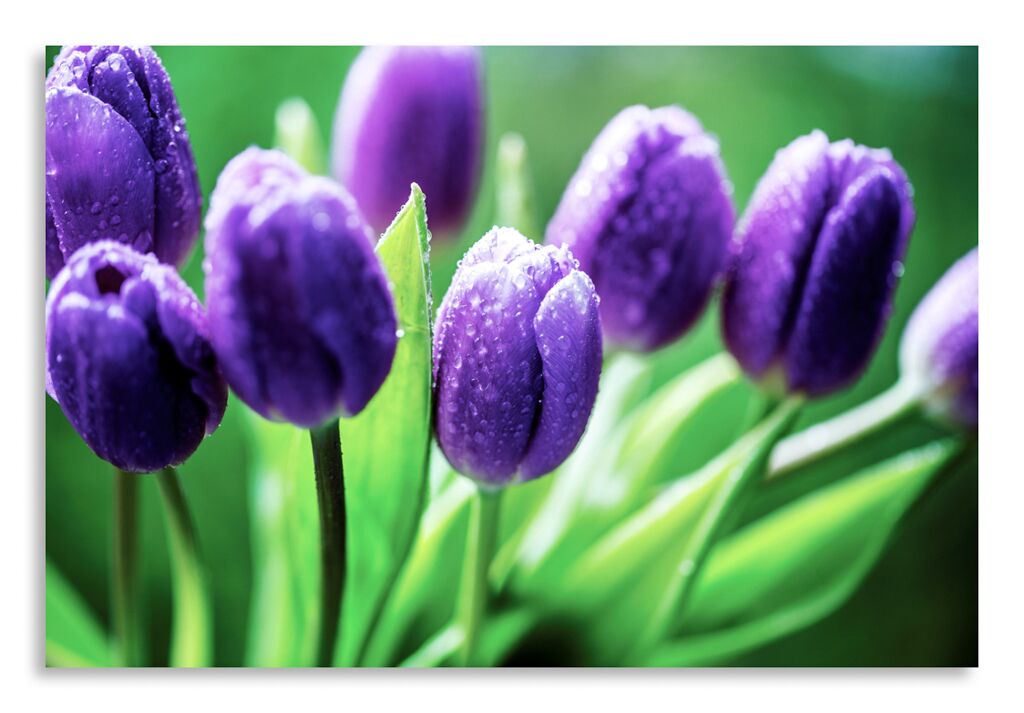 Постер 2923 "Фиолетовые тюльпаны" фото 1