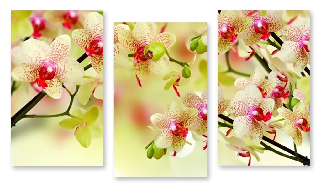 Модульная картина 1537 "Цветущие орхидеи" фото 1