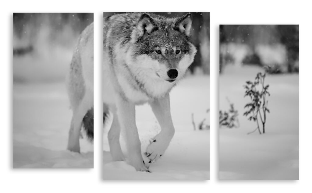 Модульная картина 2756 "Серый волк" фото 1