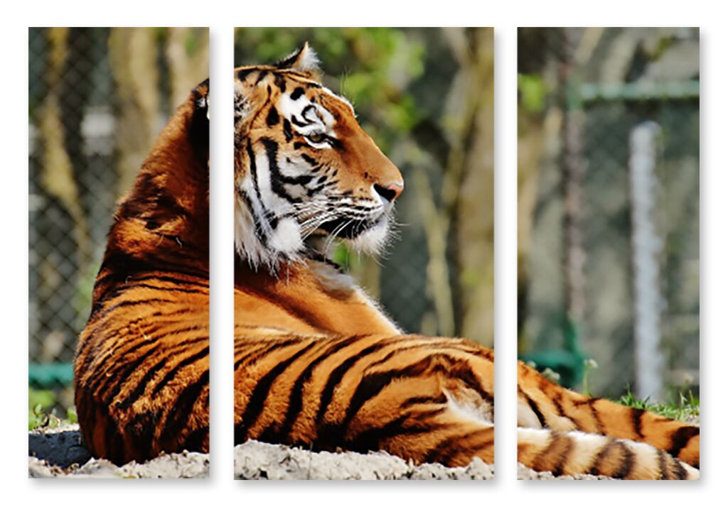 Модульная картина 1385 "Тигр на отдыхе" фото 1