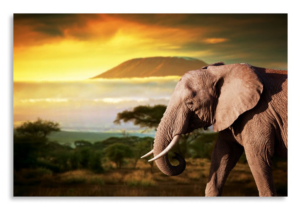 Постер 2505 "Слон" фото 1