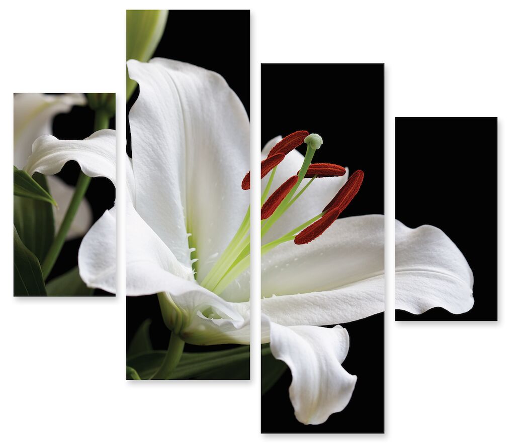Модульная картина 220 "Белая лилия" фото 1