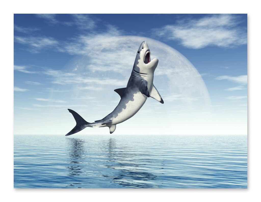 Постер 369 "Зубастая акула" фото 1