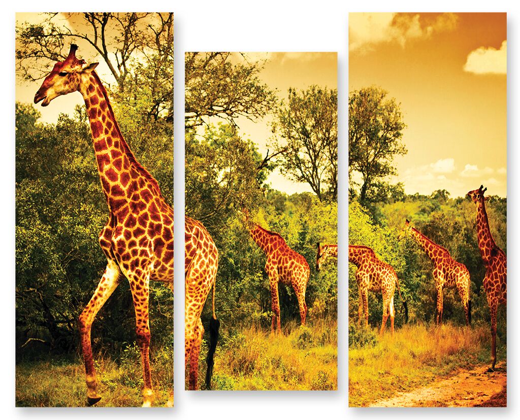 Модульная картина 272 "Жирафы" фото 1