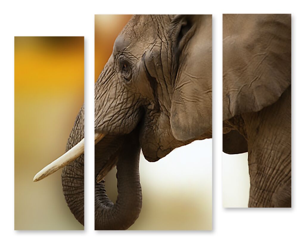 Модульная картина 1409 "Профиль слона" фото 1