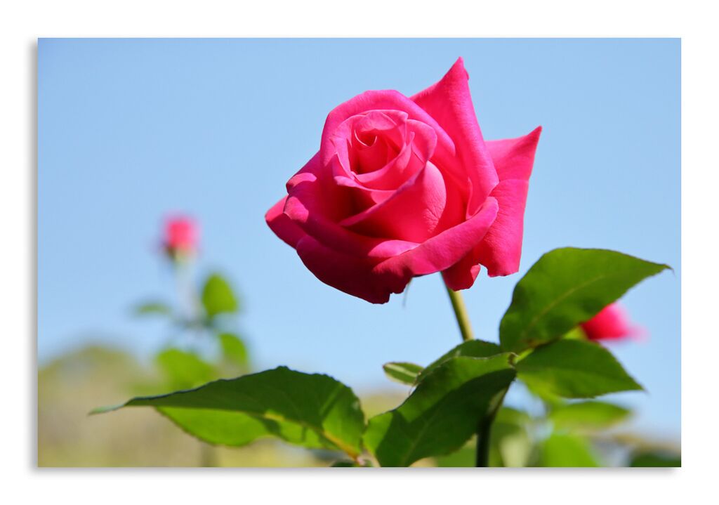 Постер 1189 "Розовая роза" фото 1
